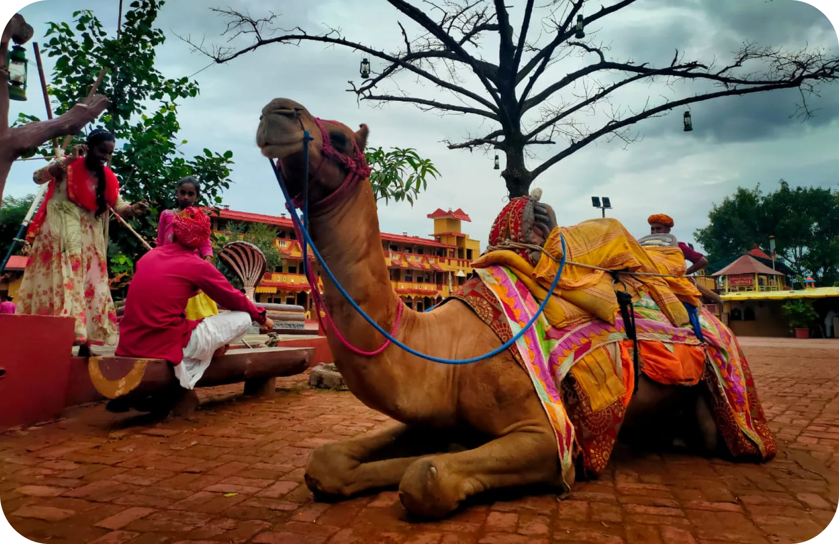 Camel, Horse & Bullock Cart Rides